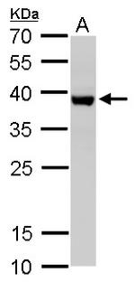 SH3GL3 Antibody in Western Blot (WB)