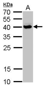 SH3GL3 Antibody in Western Blot (WB)