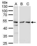 TAF7 Polyclonal Antibody