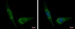 DUSP8 Antibody in Immunocytochemistry (ICC/IF)
