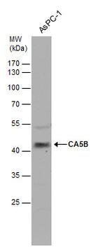 Carbonic Anhydrase VB Polyclonal Antibody