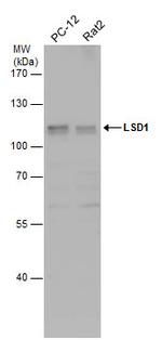 LSD1 Antibody in Western Blot (WB)