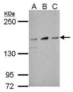 Nicastrin Antibody in Western Blot (WB)