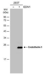 Endothelin 1 Polyclonal Antibody