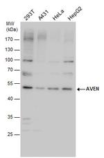 AVEN Polyclonal Antibody