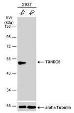 TXNDC5 Antibody in Western Blot (WB)
