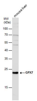 GPX7 Polyclonal Antibody