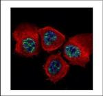 Phospho-STAT3 (Tyr705) Polyclonal Antibody