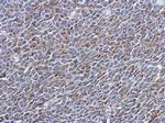 EXOSC5 Antibody in Immunohistochemistry (Paraffin) (IHC (P))