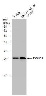 EXOSC5 Antibody in Western Blot (WB)