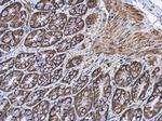 EFHA1 Antibody in Immunohistochemistry (Paraffin) (IHC (P))
