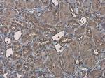 EFHA1 Antibody in Immunohistochemistry (Paraffin) (IHC (P))