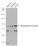 Nuclear Matrix Protein p84 Polyclonal Antibody