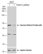 Nuclear Matrix Protein p84 Antibody in Western Blot (WB)