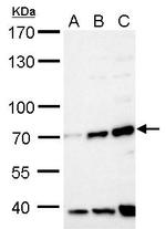 FBXW8 Polyclonal Antibody