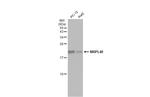 MRPL40 Polyclonal Antibody