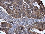 C9orf72 Antibody in Immunohistochemistry (Paraffin) (IHC (P))