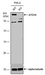 ATG14 Polyclonal Antibody