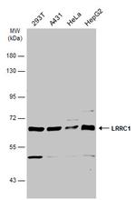 Lano Polyclonal Antibody
