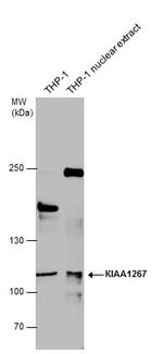 KANSL1 Polyclonal Antibody