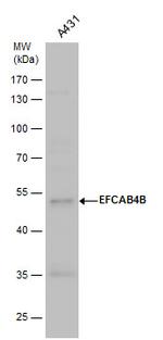 EFCAB4B Polyclonal Antibody