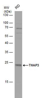 THAP3 Polyclonal Antibody