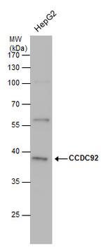 CCDC92 Polyclonal Antibody