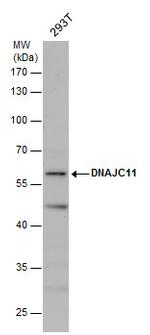 DNAJC11 Polyclonal Antibody