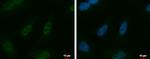 KHDRBS3 Polyclonal Antibody