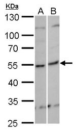 KHDRBS3 Antibody in Western Blot (WB)