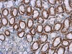 NOX4 Antibody in Immunohistochemistry (Paraffin) (IHC (P))