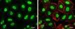 Histone H3 Polyclonal Antibody