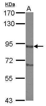 DISC1 Polyclonal Antibody