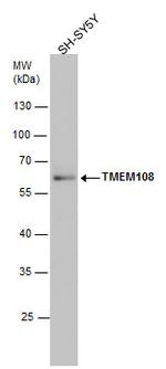 TMEM108 Polyclonal Antibody