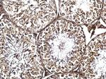 LRRC59 Antibody in Immunohistochemistry (Paraffin) (IHC (P))