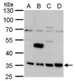 LRRC59 Antibody in Western Blot (WB)