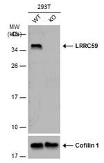 LRRC59 Antibody in Western Blot (WB)