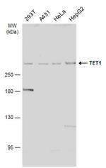 TET1 Antibody in Western Blot (WB)
