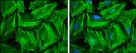beta Actin Antibody in Immunocytochemistry (ICC/IF)