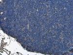 beta Actin Antibody in Immunohistochemistry (Paraffin) (IHC (P))