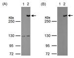 TET1 Antibody in Western Blot (WB)