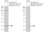 SNAIL Antibody in Western Blot (WB)