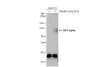HIF1A Antibody in Western Blot (WB)