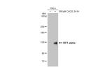 HIF1A Antibody in Western Blot (WB)