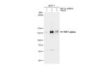 HIF1A Antibody in Western Blot (WB)