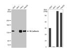 N-cadherin Antibody in Western Blot (WB)