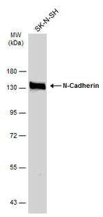 N-cadherin Antibody in Western Blot (WB)