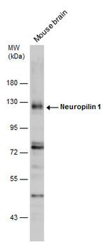 Neuropilin 1 Antibody in Western Blot (WB)