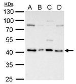 ATG3 Polyclonal Antibody