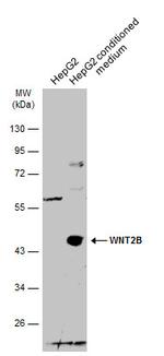WNT2B Polyclonal Antibody